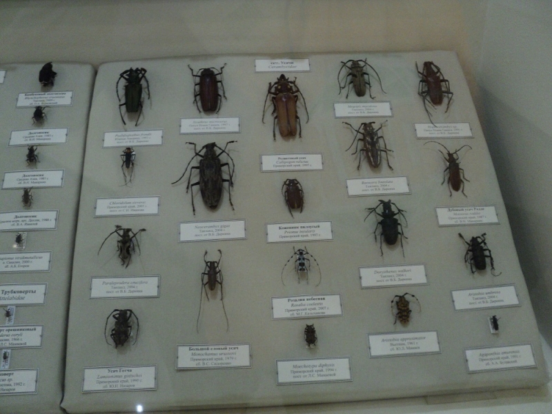 Владивосток или Туда и Обратно поездом