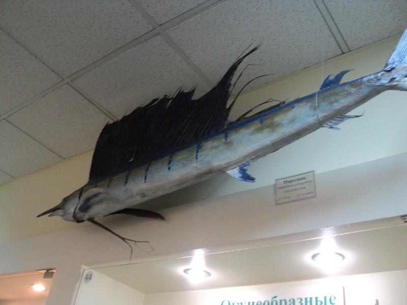 Владивосток или Туда и Обратно поездом