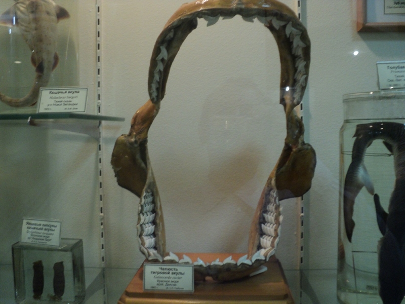 Владивосток или Туда и Обратно поездом