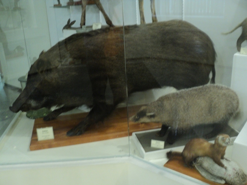 Владивосток или Туда и Обратно поездом