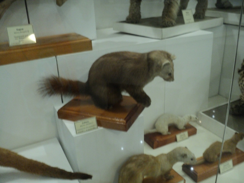 Владивосток или Туда и Обратно поездом