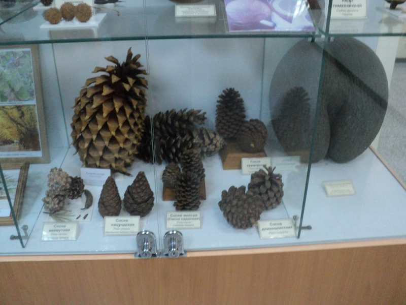 Владивосток или Туда и Обратно поездом