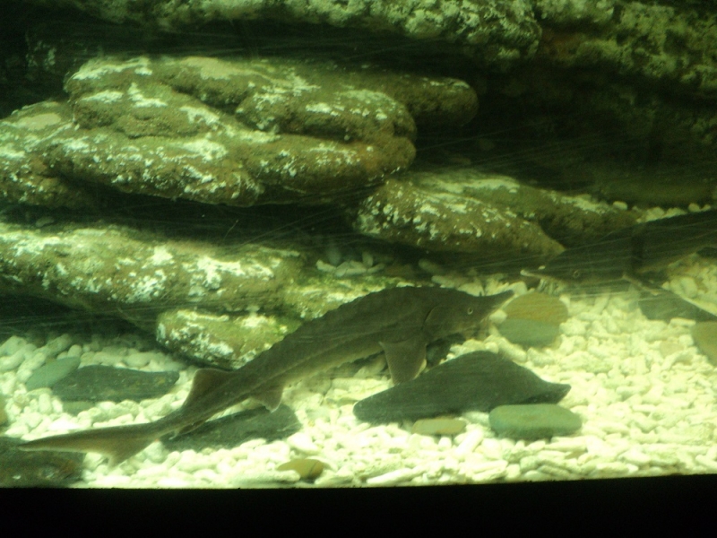 Владивосток или Туда и Обратно поездом