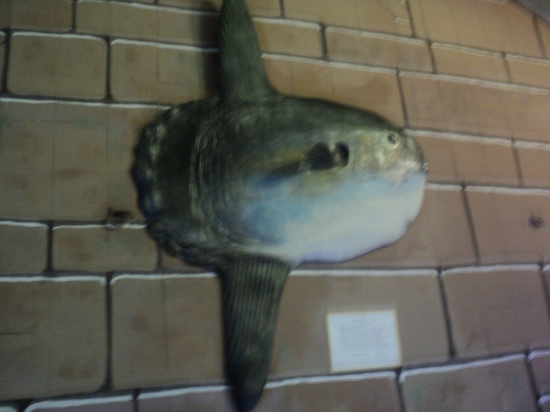 Владивосток или Туда и Обратно поездом