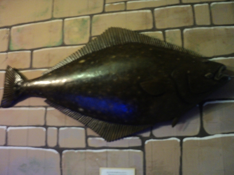 Владивосток или Туда и Обратно поездом