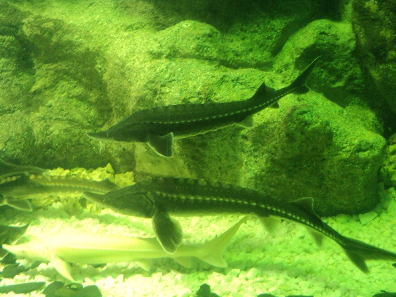 Владивосток или Туда и Обратно поездом