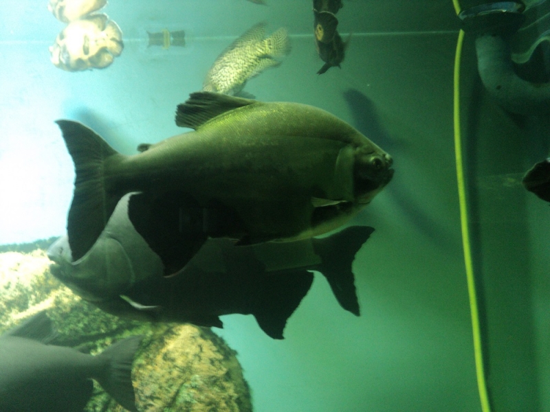 Владивосток или Туда и Обратно поездом