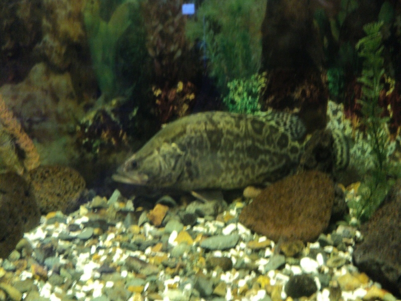 Владивосток или Туда и Обратно поездом