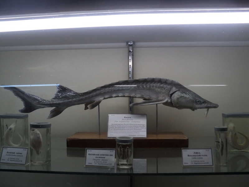 Владивосток или Туда и Обратно поездом