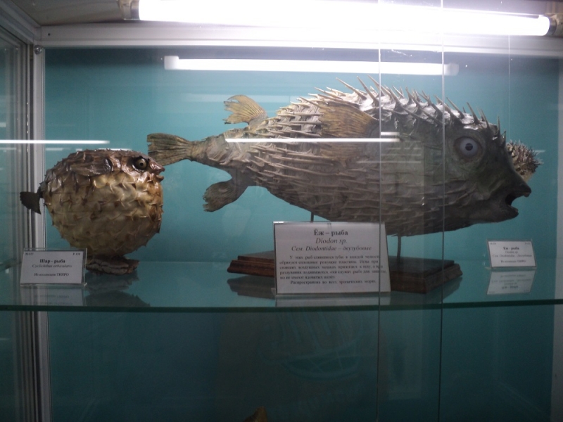 Владивосток или Туда и Обратно поездом