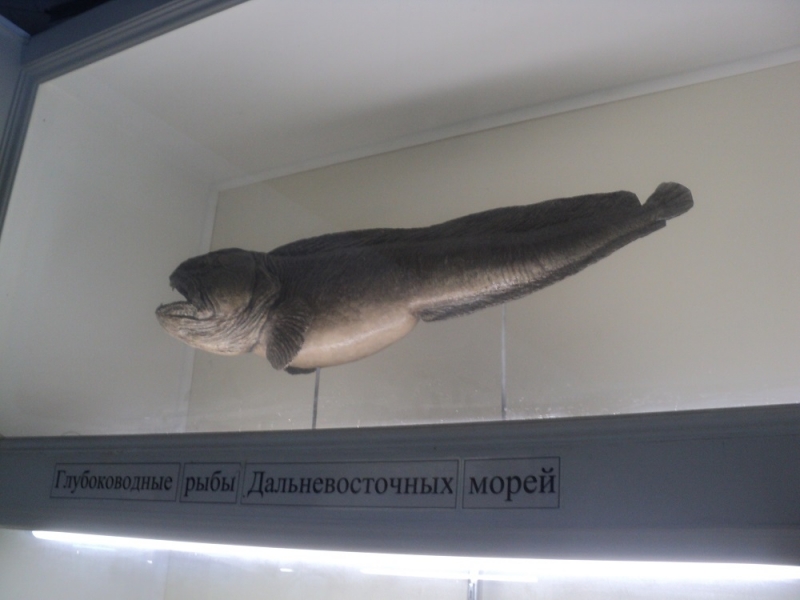 Владивосток или Туда и Обратно поездом