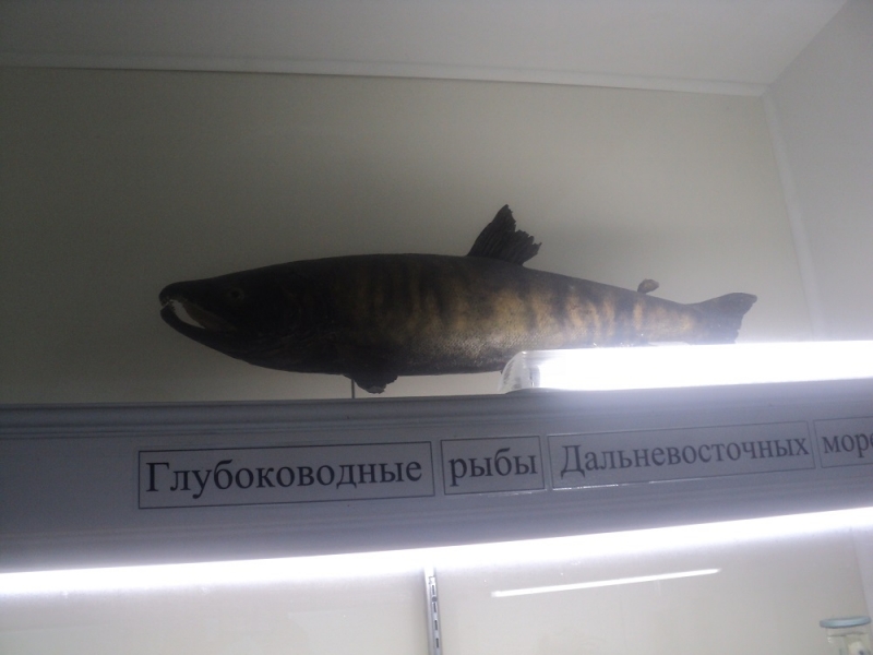 Владивосток или Туда и Обратно поездом