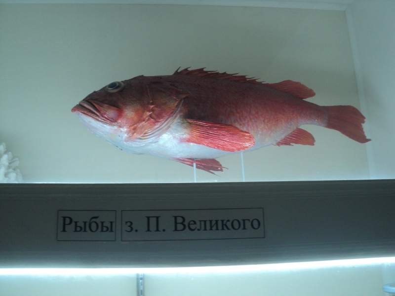 Владивосток или Туда и Обратно поездом