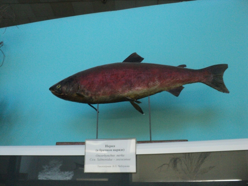 Владивосток или Туда и Обратно поездом