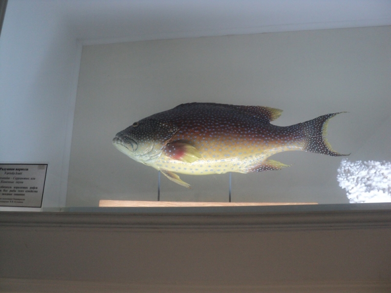 Владивосток или Туда и Обратно поездом