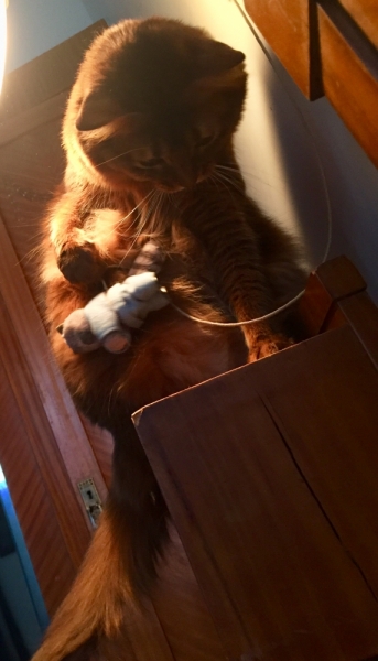 Кошки в нашей жизни. Кошки и все, что с ними связано.