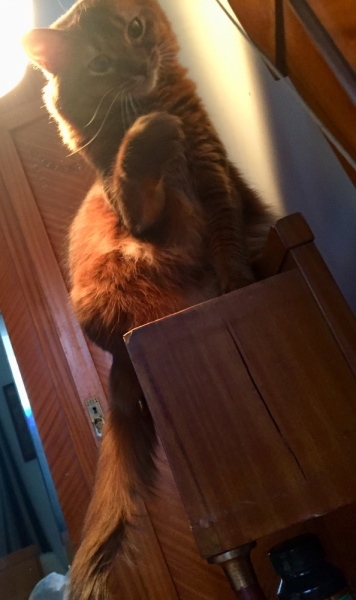 Кошки в нашей жизни. Кошки и все, что с ними связано.