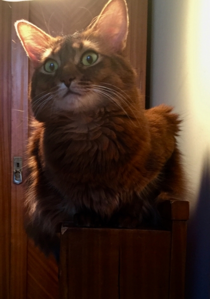 Кошки в нашей жизни. Кошки и все, что с ними связано.