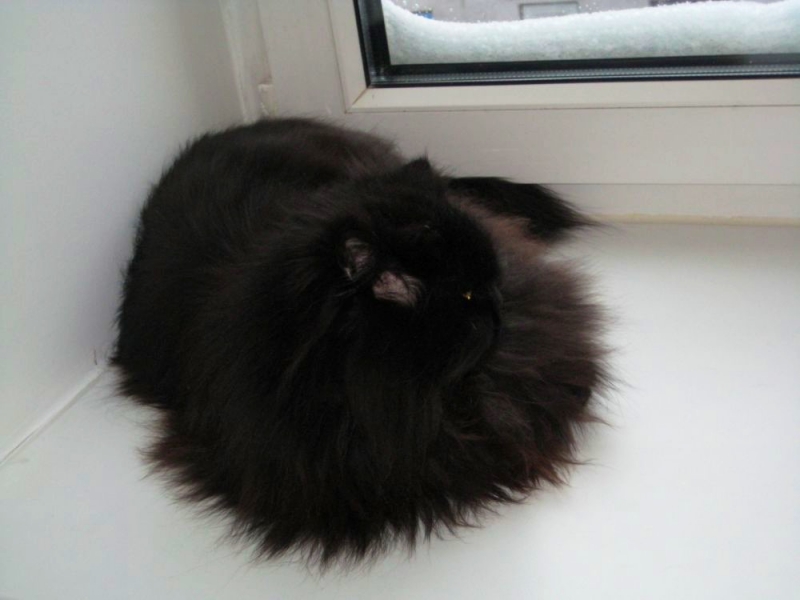 Кошки в нашей жизни. Кошки и все, что с ними связано.