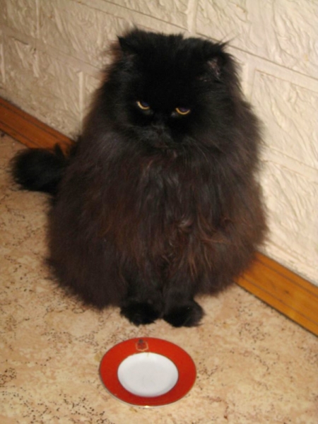 Кошки в нашей жизни. Кошки и все, что с ними связано.