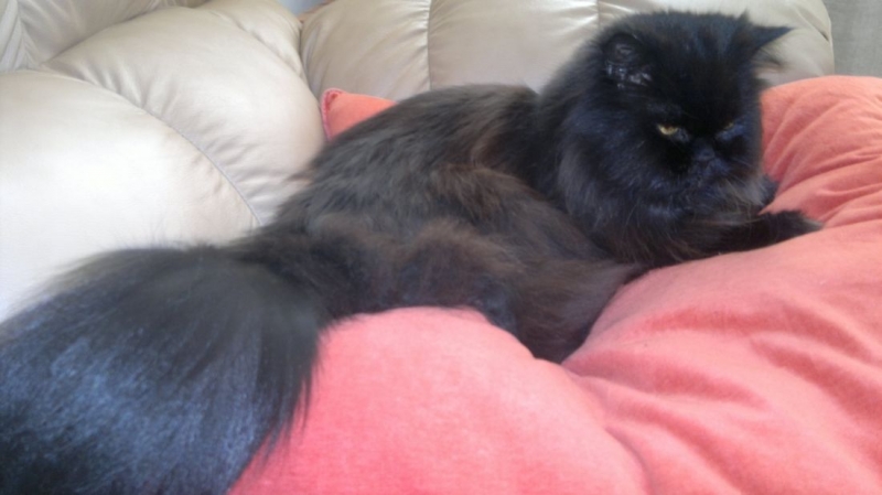 Кошки в нашей жизни. Кошки и все, что с ними связано.