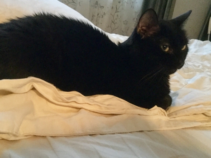 Кошки в нашей жизни. Кошки и все, что с ними связано.