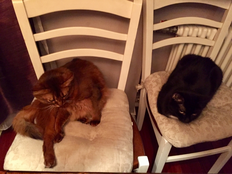 Кошки в нашей жизни. Кошки и все, что с ними связано.