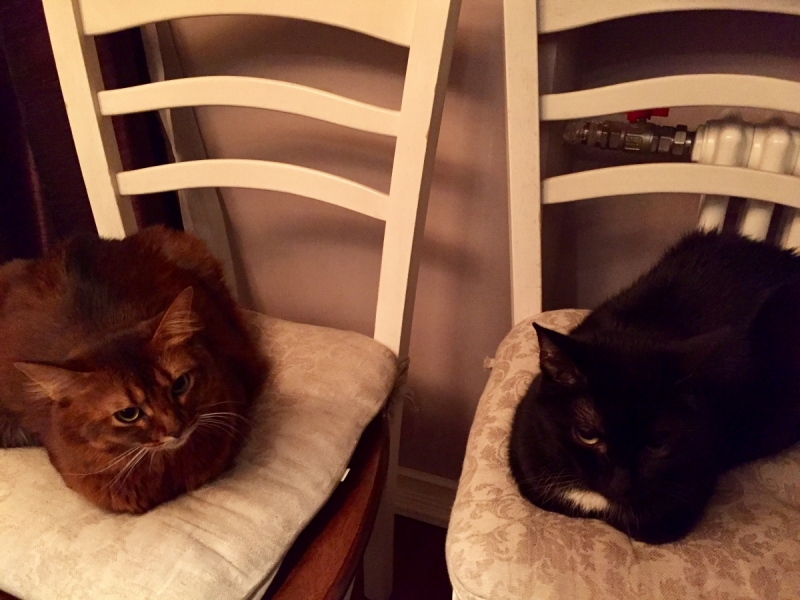 Кошки в нашей жизни. Кошки и все, что с ними связано.