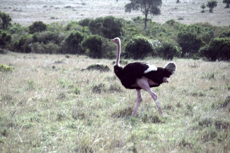 Masai Mara