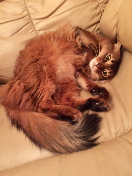 Кошки в нашей жизни. Кошки и все, что с ними связано.