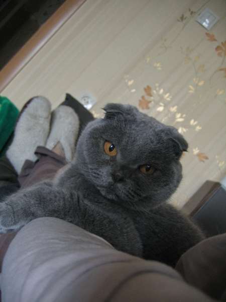 Кошки в нашей жизни. Кошки и все, что с ними связано.