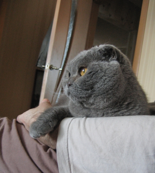 Кошки в нашей жизни. Кошки и все, что с ними связано.