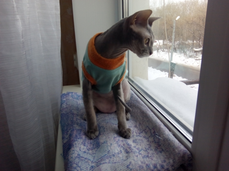 Кошки в нашей жизни. Кошки и все, что с ними связано.