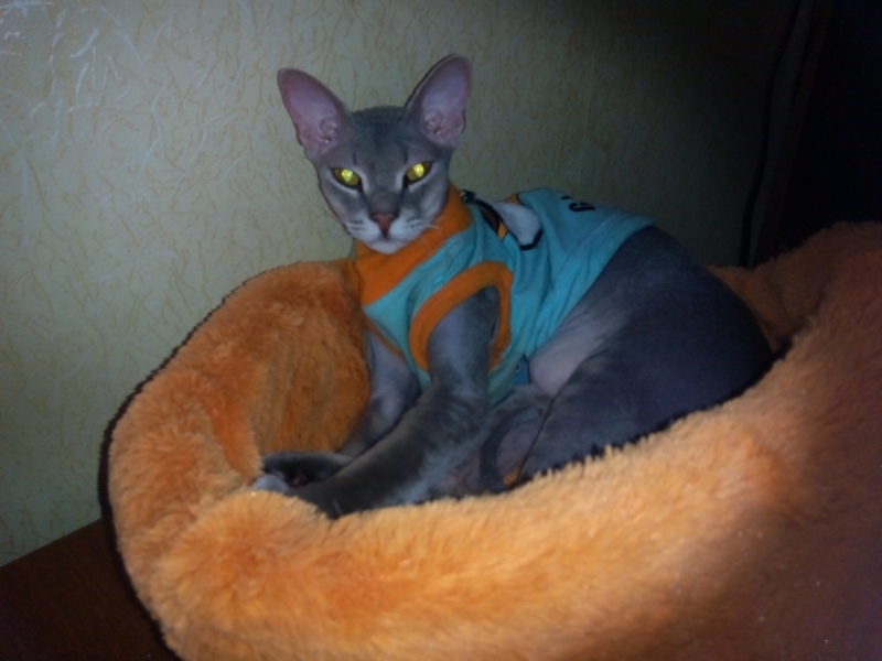 Кошки в нашей жизни. Кошки и все, что с ними связано.