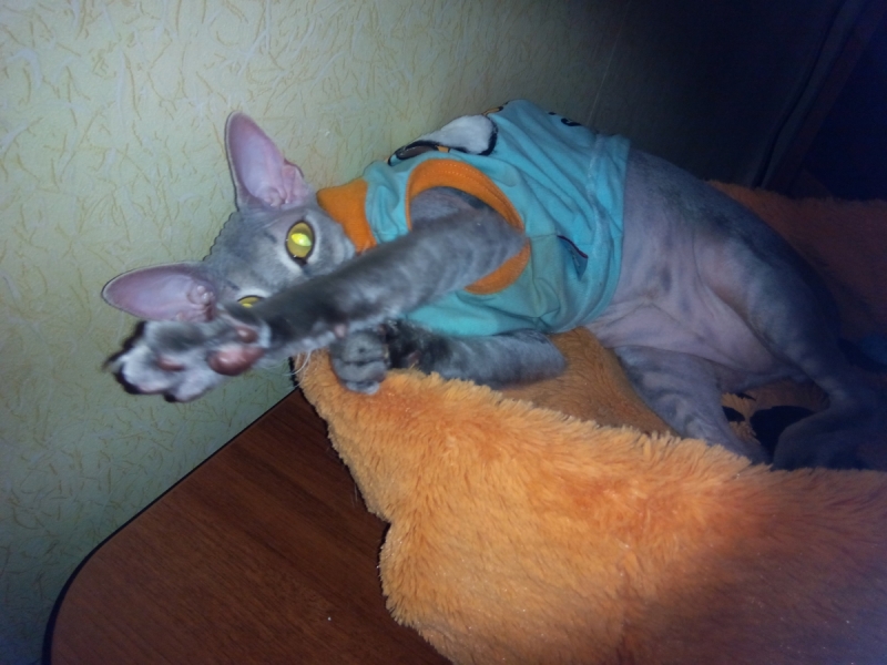 Кошки в нашей жизни. Кошки и все, что с ними связано.