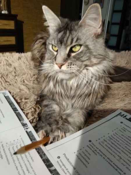 Кошки в нашей жизни. Кошки и все, что с ними связано.