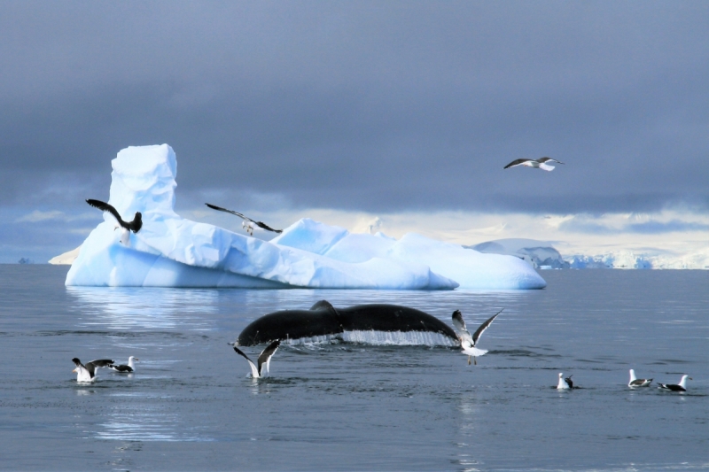 Чили - Антарктика - Аргентина декабрь 2012г.