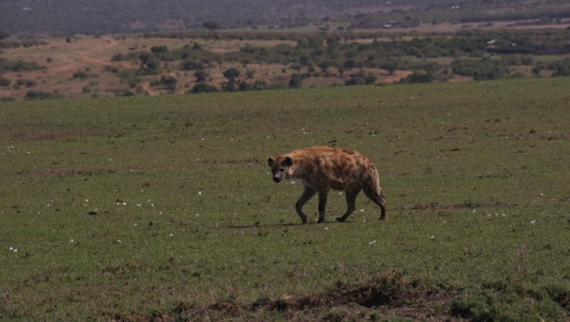 Back to Nairobi