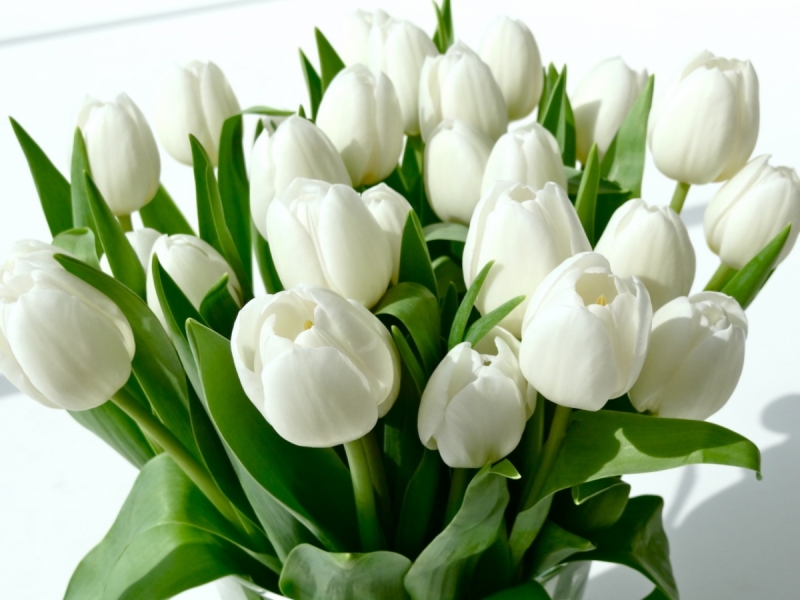 Кошки в нашей жизни. Кошки и все, что с ними связано.