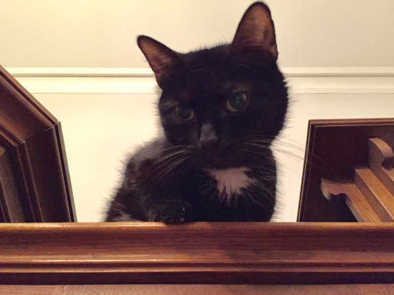 Кошки в нашей жизни. Кошки и все, что с ними связано.