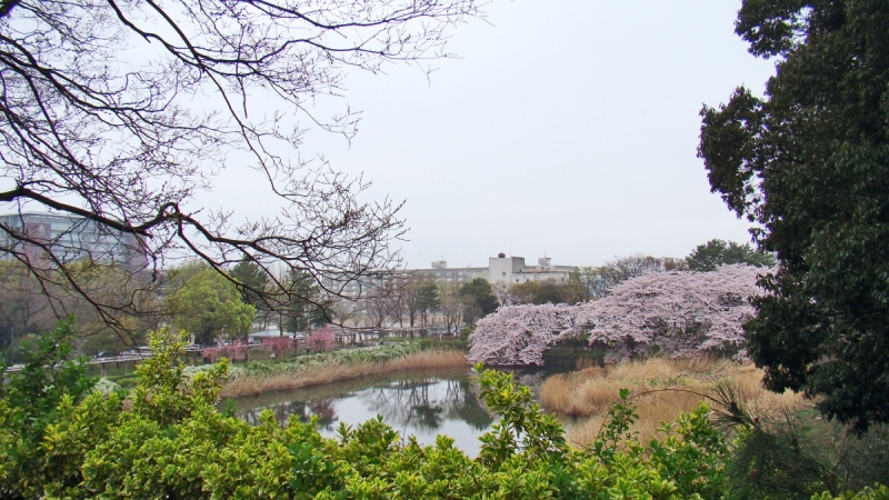 Две недели сакуры – Nagoya, Osaka, Kyoto (7-22 апреля 2017)