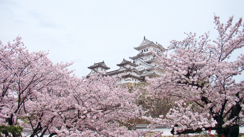 Две недели сакуры – Nagoya, Osaka, Kyoto (7-22 апреля 2017)