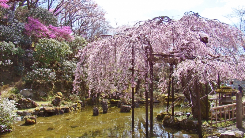 Две недели сакуры – Nagoya, Osaka, Kyoto (7-22 апреля 2017)