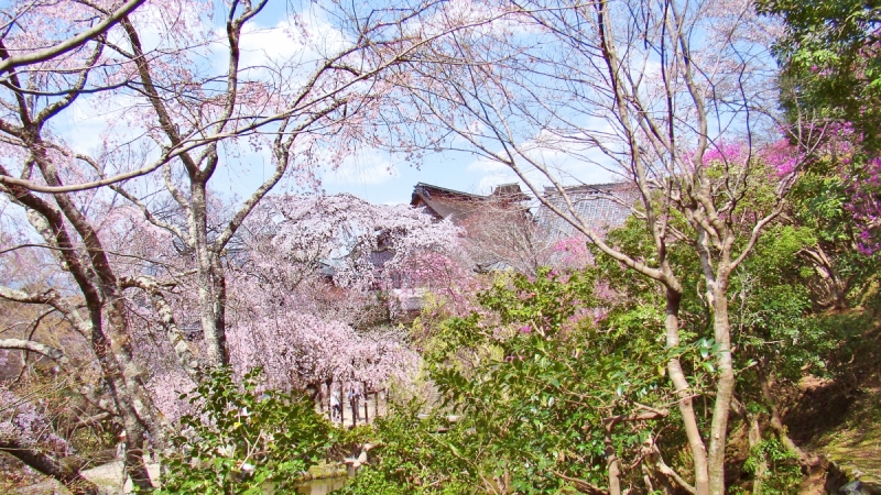 Две недели сакуры – Nagoya, Osaka, Kyoto (7-22 апреля 2017)