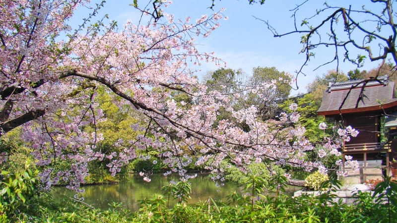 Две недели сакуры – Nagoya, Osaka, Kyoto (7-22 апреля 2017)