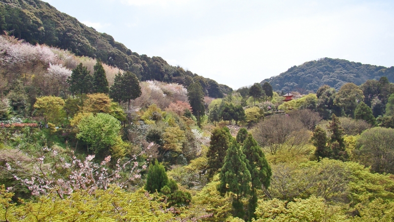 Две недели сакуры – Nagoya, Osaka, Kyoto (7-22 апреля 2017)