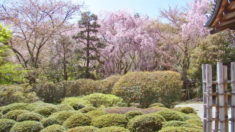 Две недели сакуры – Nagoya, Osaka, Kyoto (7-22 апреля 2017)