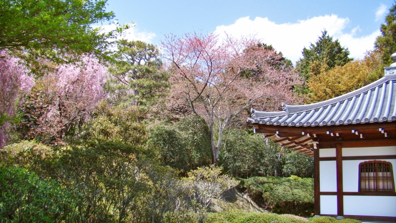 Две недели сакуры – Nagoya, Osaka, Kyoto (7-22 апреля 2017)