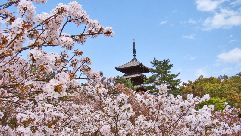 Две недели сакуры – Nagoya, Osaka, Kyoto (7-22 апреля 2017)