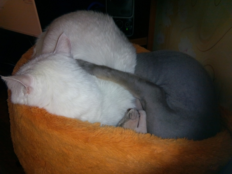 Кошки в нашей жизни. Кошки и все, что с ними связано.